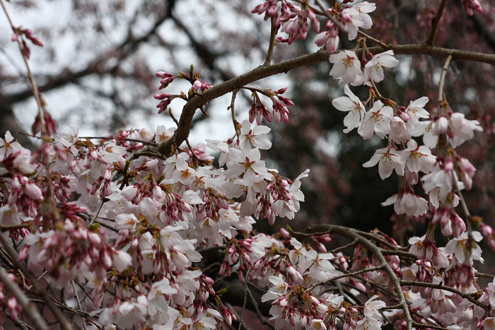 そうだ 京都、行こう。 －2016年桜 京都御所・京都御苑（前編）－ _b0169330_8134028.jpg