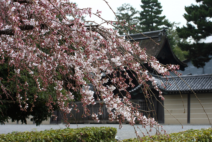 そうだ 京都、行こう。 －2016年桜 京都御所・京都御苑（前編）－ _b0169330_8134577.jpg