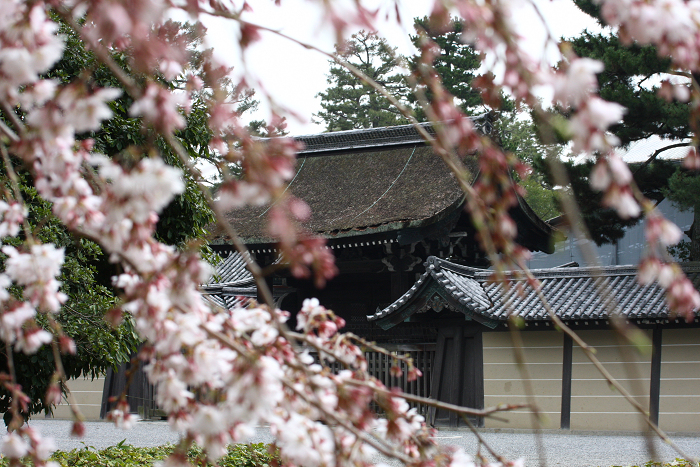 そうだ 京都、行こう。 －2016年桜 京都御所・京都御苑（前編）－ _b0169330_8135180.jpg