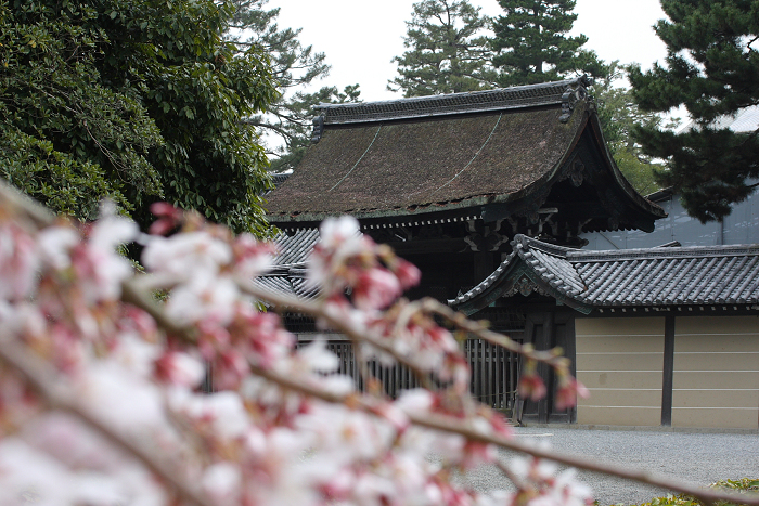 そうだ 京都、行こう。 －2016年桜 京都御所・京都御苑（前編）－ _b0169330_8135789.jpg