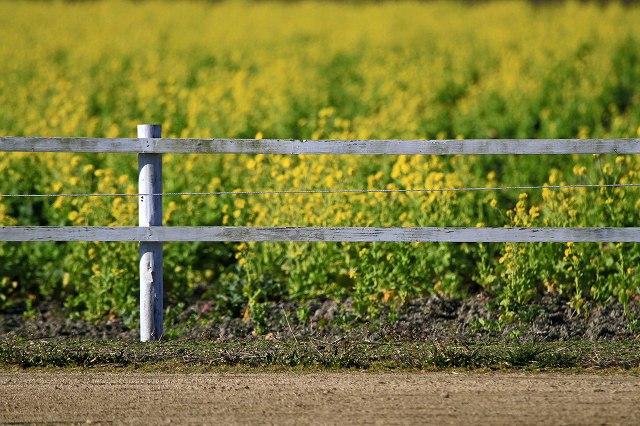 a0242438_05253.jpg