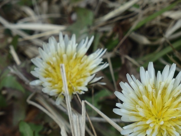 a0054240_20575240.jpg