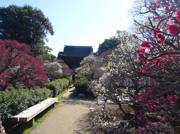 道明寺天満宮の梅園_b0299042_16431492.jpg