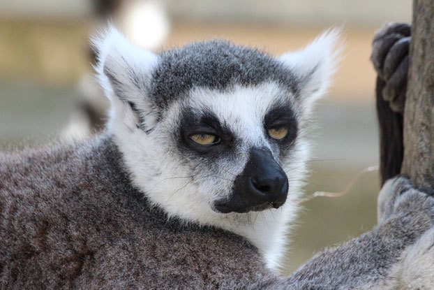 東武動物公園～ふれあい動物の森：ワオキツネザル_e0294253_14170758.jpg