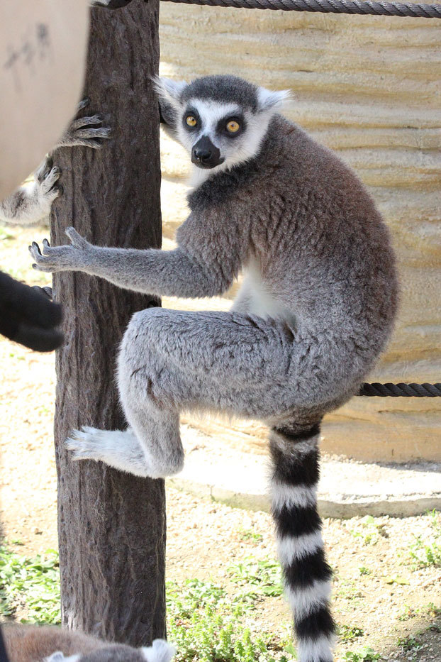 東武動物公園～ふれあい動物の森：ワオキツネザル_e0294253_14224563.jpg