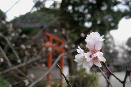 熊野古道紀伊路　聖神社　③_c0229483_1892855.jpg