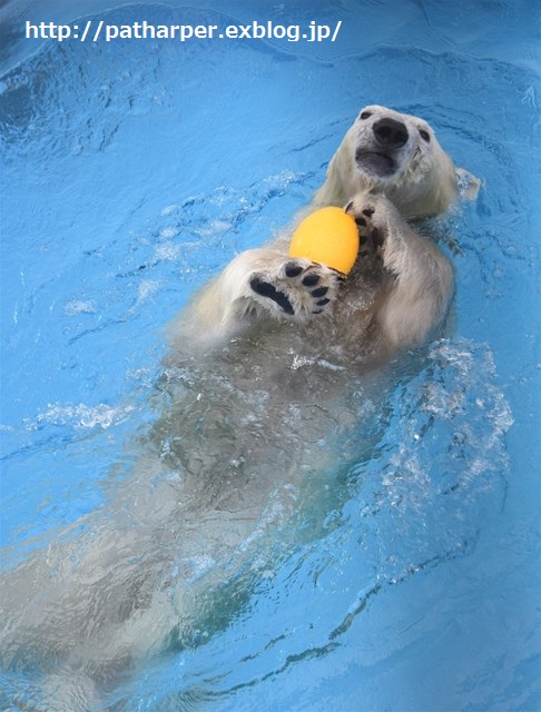 ２０１５年１２月　熊本市動物園　その１　元気なフジくん_a0052986_23514864.jpg