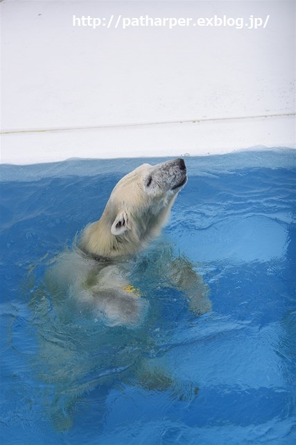 ２０１５年１２月　熊本市動物園　その１　元気なフジくん_a0052986_23532221.jpg