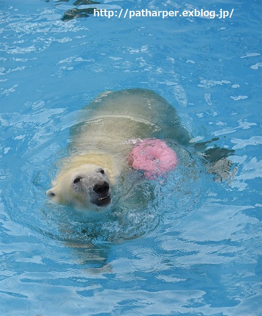 ２０１５年１２月　熊本市動物園　その１　元気なフジくん_a0052986_23563319.jpg