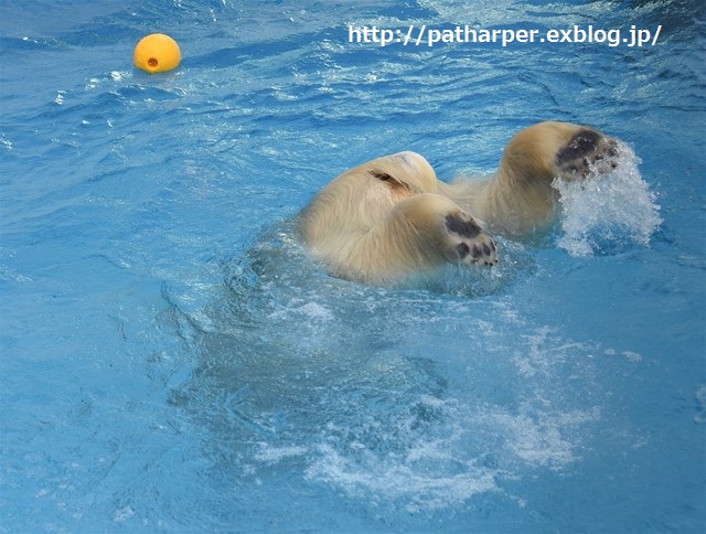 ２０１５年１２月　熊本市動物園　その１　元気なフジくん_a0052986_23595922.jpg