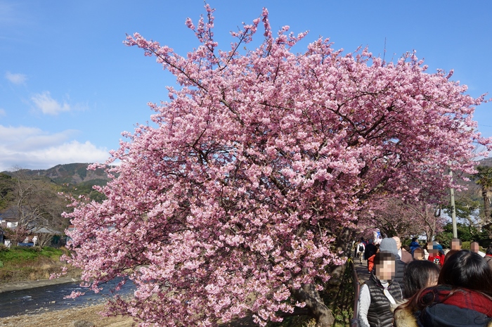 久々の平日休み．．．河津桜へ_f0068687_22303986.jpg