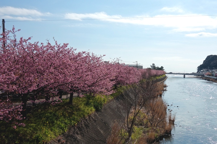 久々の平日休み．．．河津桜へ_f0068687_22561728.jpg