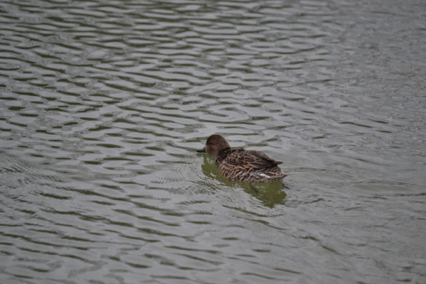 公園の池で。。_e0246788_14021392.jpg