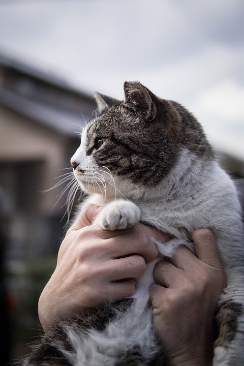 友好的な野良猫たち_d0353489_2338065.jpg