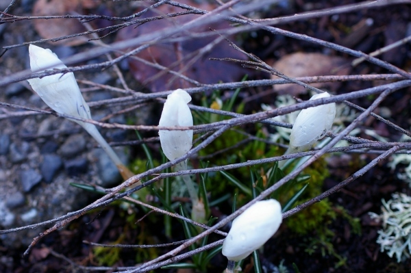 庭の植物と野性動物たち_b0283192_12483639.jpg