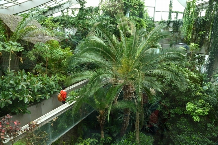 雨が降りそうな土曜日は 熱帯植物園なんか いいかもしれない 旅プラスの日記