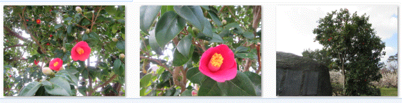 f0231709_21553467.gif