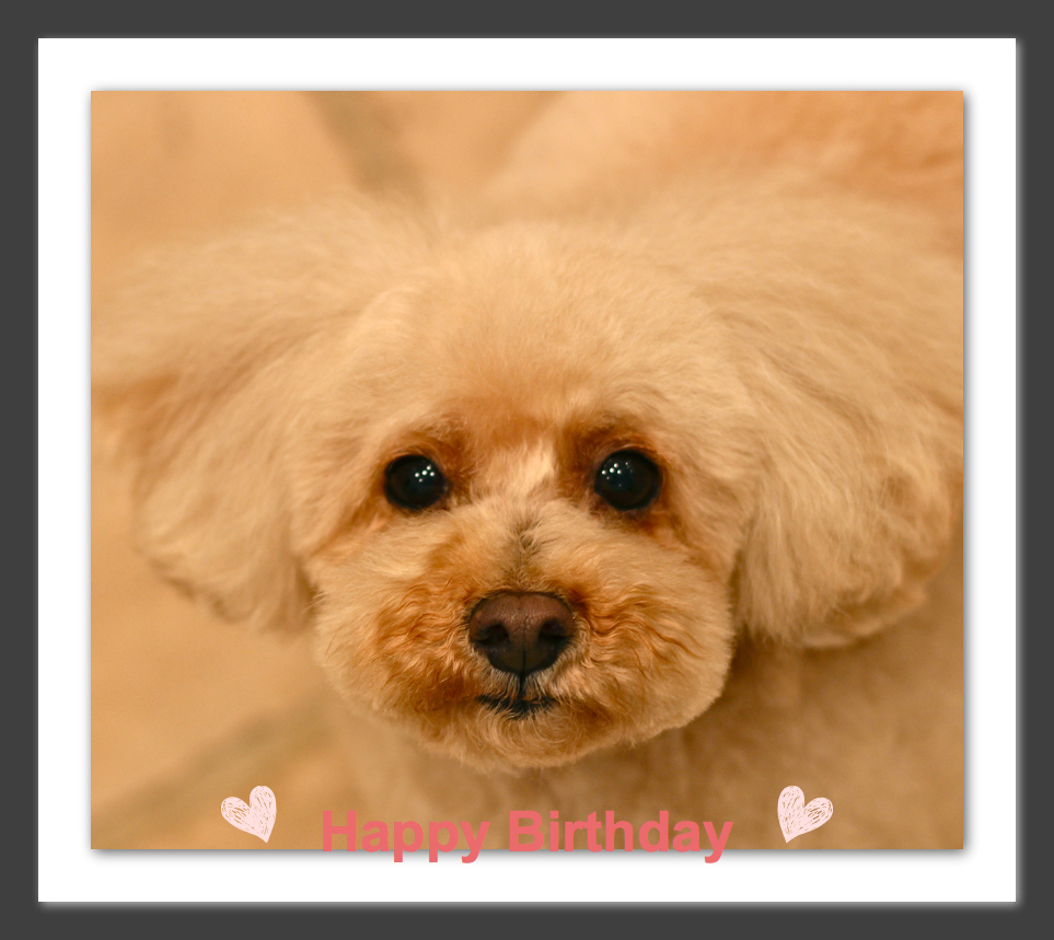 Happy Birthday♡ロコちゃん_d0060413_203436100.jpg