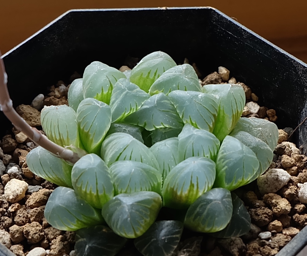 ハオルチア オブツーサの花 ボタニカル野郎のたわごと