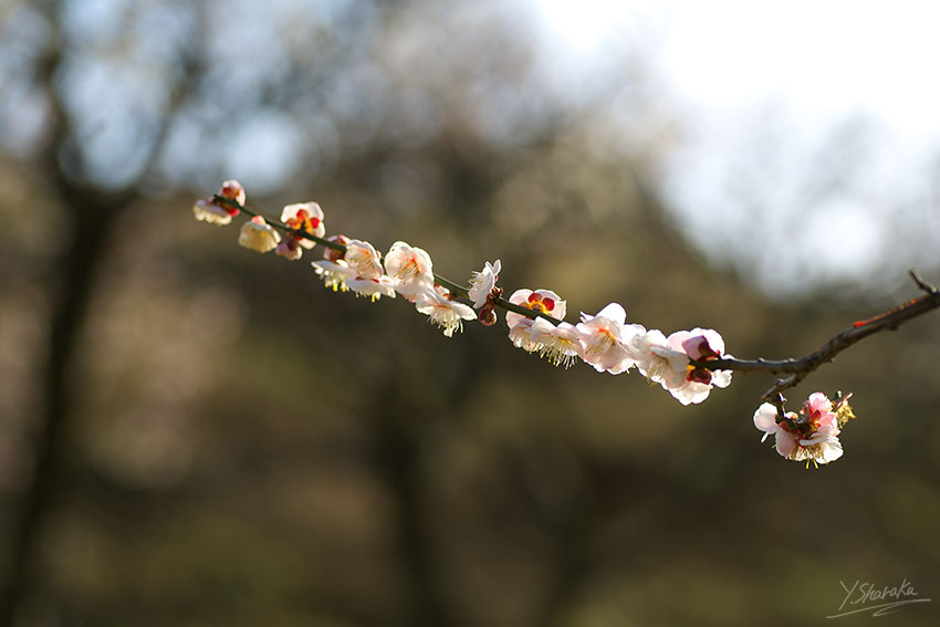 根岸森林公園の梅林　No1_f0344614_23204030.jpg