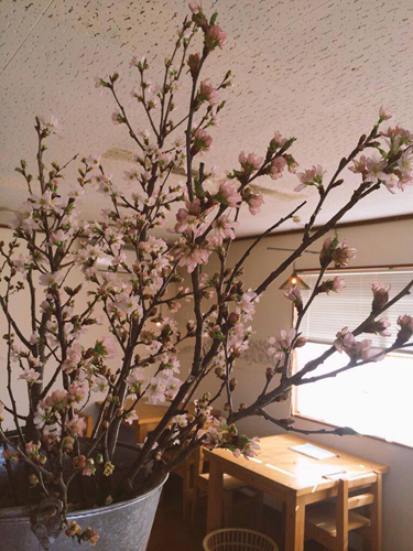 カウンターの上に 桜がお目見えしました。_a0251920_1138072.jpg