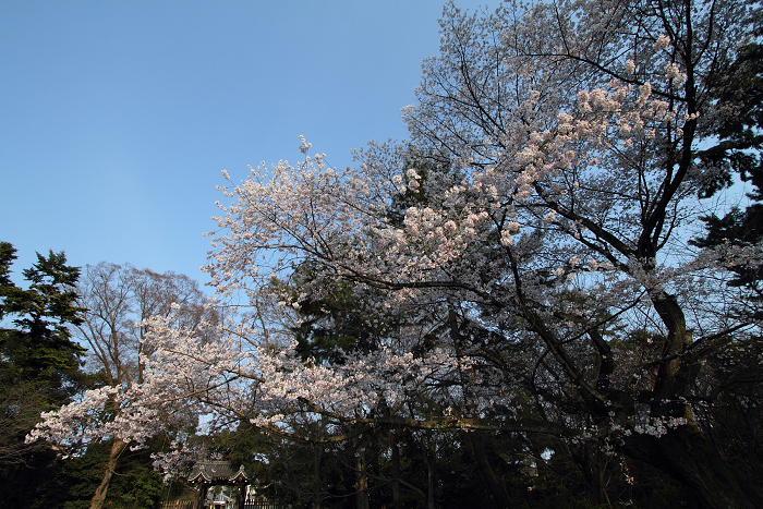 そうだ 京都、行こう。 －2016年桜 京都御所・京都御苑（後編）－ _b0169330_22151780.jpg