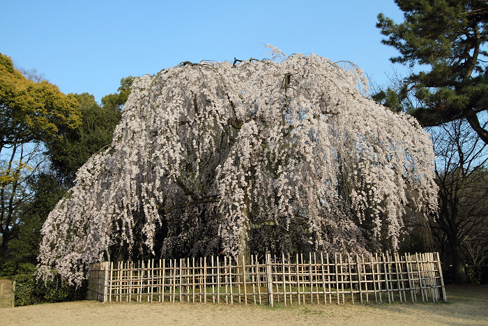 そうだ 京都、行こう。 －2016年桜 京都御所・京都御苑（後編）－ _b0169330_22163738.jpg