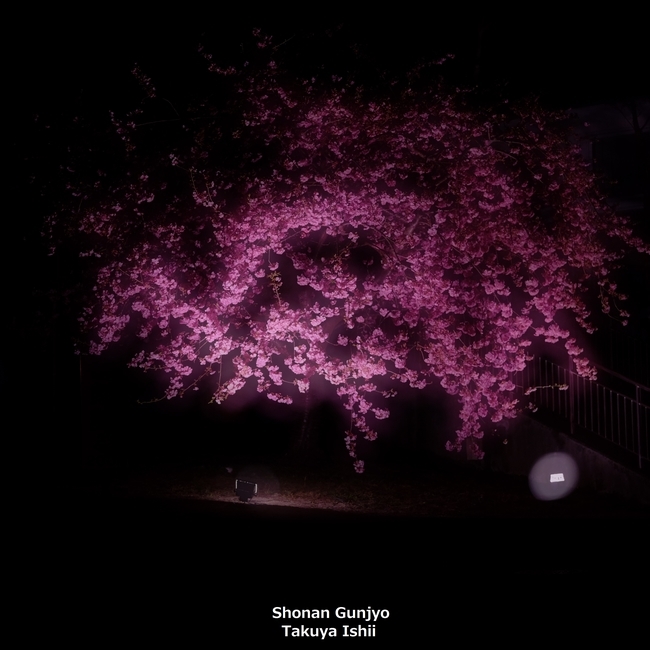 第547回  早春夜桜_b0281035_03470127.jpg