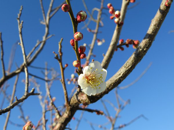 2016年2月24日　ゆっくり　のんびり　ぶらぶらお散歩 _b0341140_194732.jpg