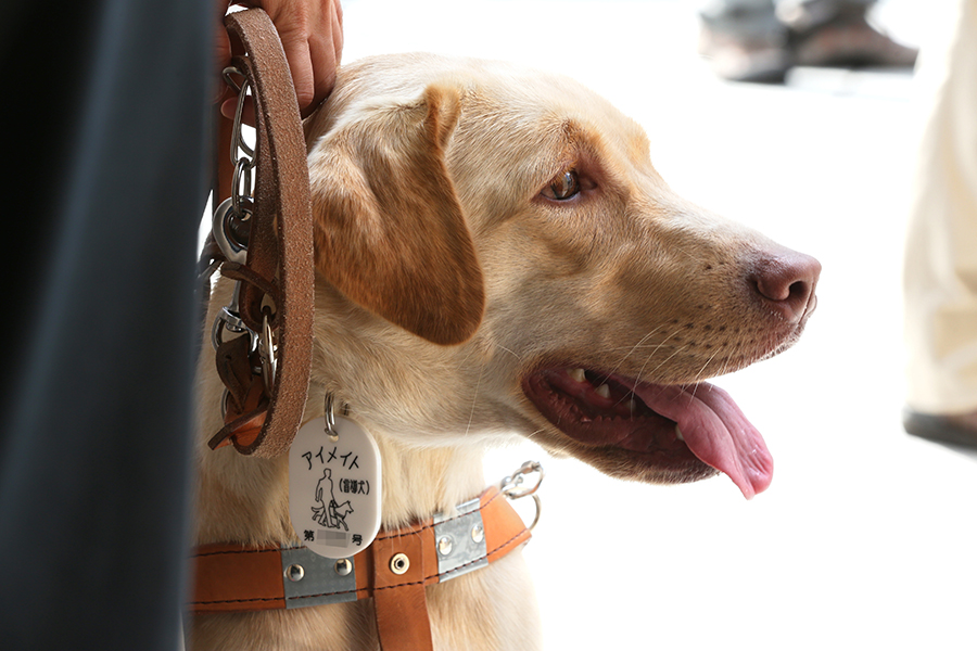 『盲導犬の物語〜アイメイトは対等なパートナー〜』　（１）盲導犬について知っておいてほしいこと　_d0323943_2252513.jpg