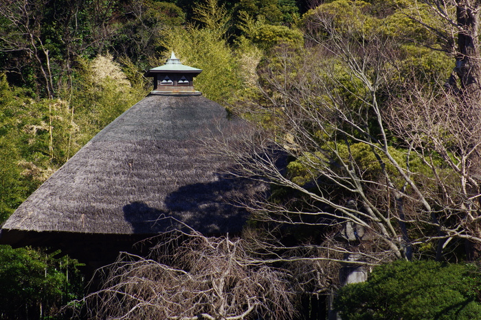 金沢　称名寺の森２_d0185744_15413065.jpg