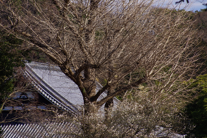 金沢　称名寺の森２_d0185744_1543033.jpg