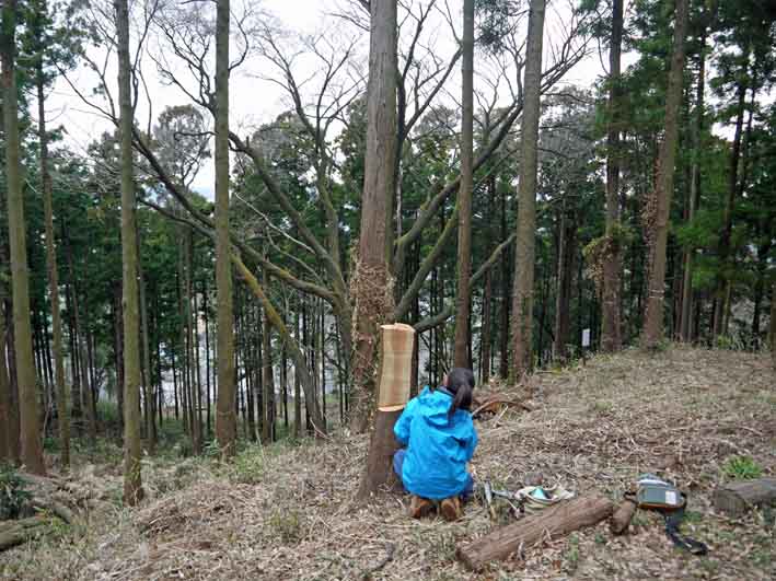 「夫婦桜」の看板作りに着手：2・20六国見山定例手入れ_c0014967_9325851.jpg