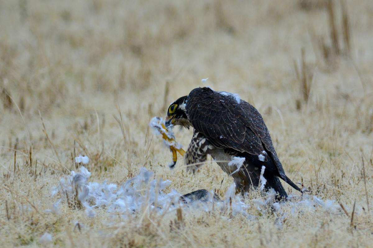 ハヤブサ若　田圃でお食事_f0053272_9292260.jpg