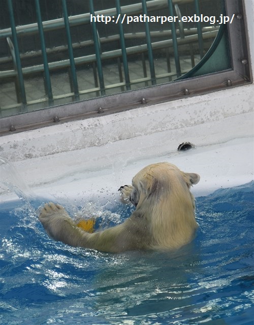 ２０１５年１２月　熊本市動物園　その１　元気なフジくん_a0052986_0224100.jpg