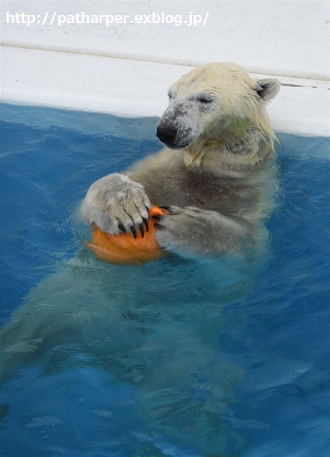 ２０１５年１２月　熊本市動物園　その２_a0052986_857193.jpg