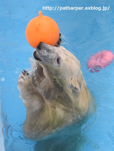 ２０１５年１２月　熊本市動物園　その２_a0052986_9244726.jpg