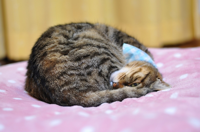 #FRESH猫の日選手権_a0126590_14260495.jpg
