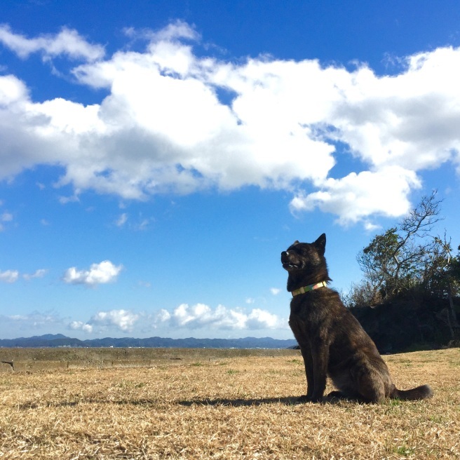 風の匂いを嗅ぐ犬 いつかきっと