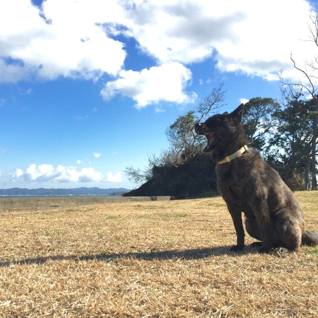 風の匂いを嗅ぐ犬 いつかきっと