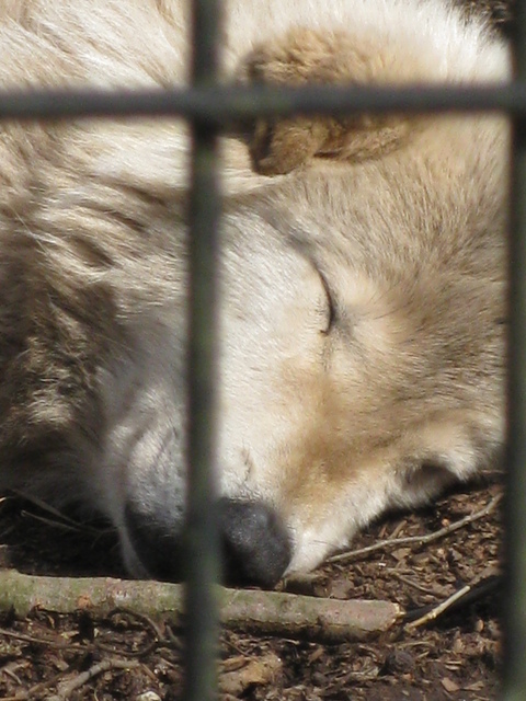 ひみつの森を抜けて…　～富山市ファミリーパーク(3)_f0281398_22551829.jpg