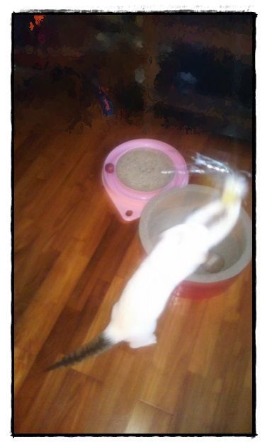 b0292900_23155810.jpeg