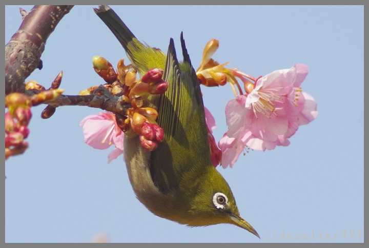 河津桜に_c0129300_1357269.jpg