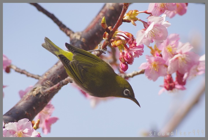 河津桜に_c0129300_1411992.jpg