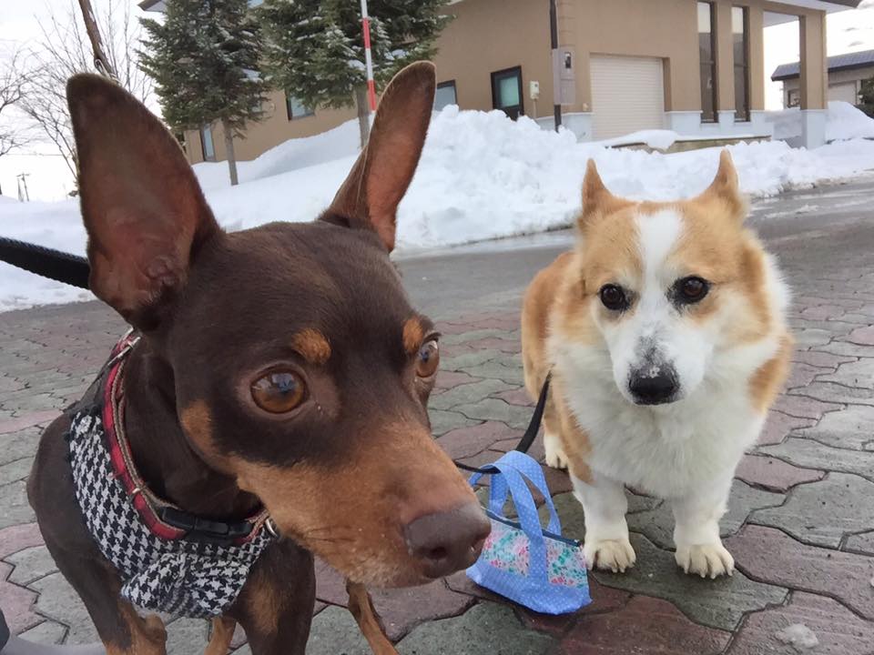 目をケガしたコーギー迷子犬_c0226202_23551474.jpg