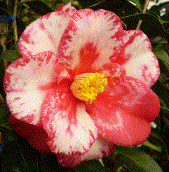 f0231709_19245420.gif