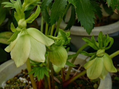 Helleborus bocconei #1_b0099813_095179.jpg