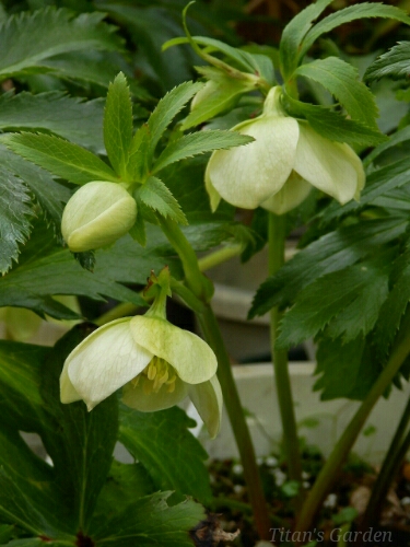 Helleborus bocconei #1_b0099813_09519.jpg