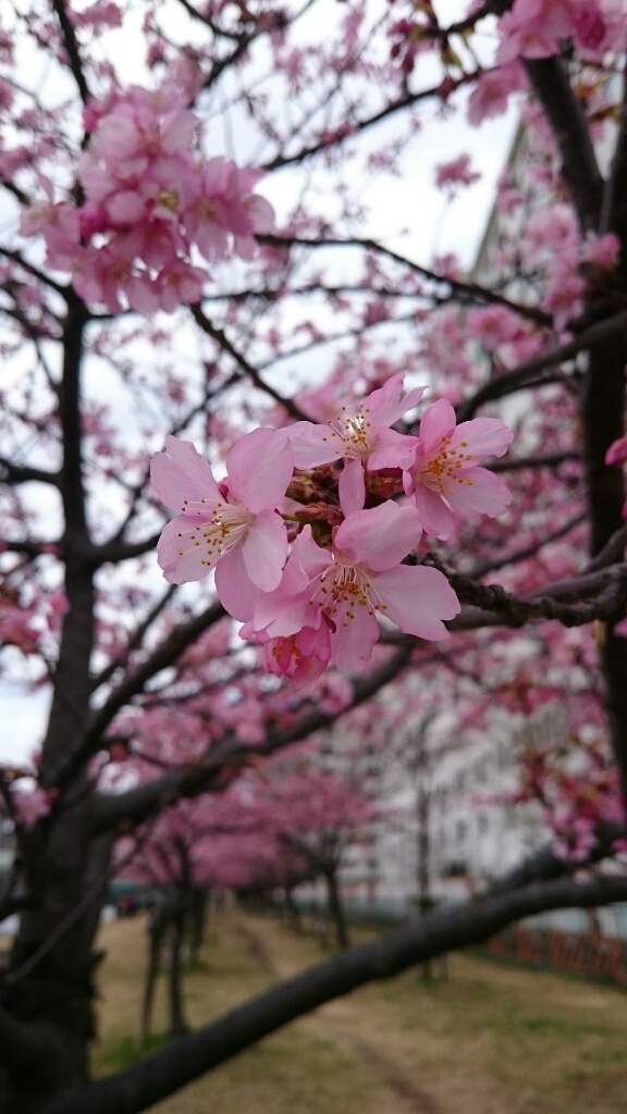 河津桜_c0101913_11501186.jpg