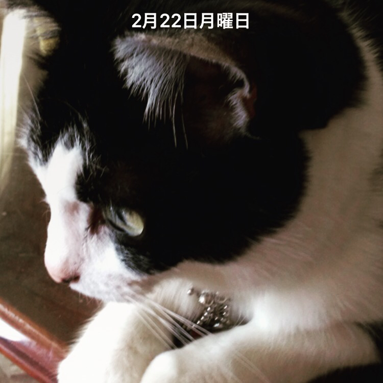 ネコの日&#128049;_b0261818_11420374.jpg